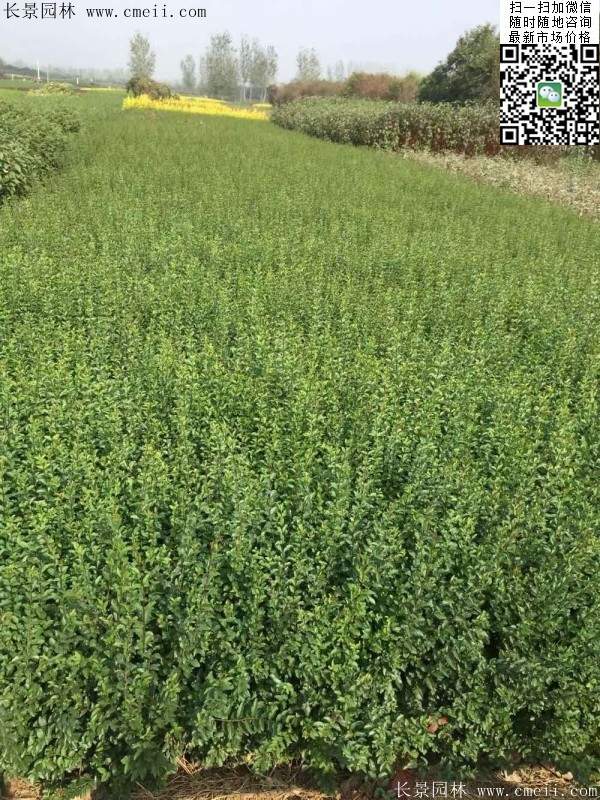 小葉女貞--長(zhǎng)景園林 小葉女貞--長(zhǎng)景園林