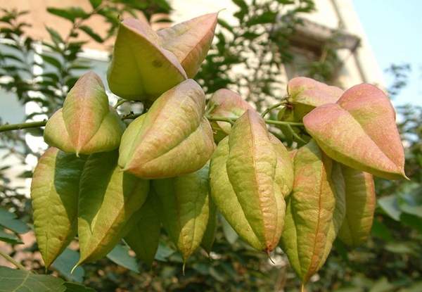 沭陽(yáng)欒樹(shù) 沭陽(yáng)欒樹(shù)