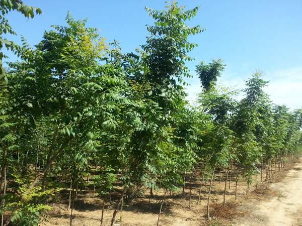 欒樹養護 欒樹養護