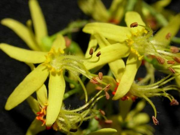 沭陽欒樹 沭陽欒樹