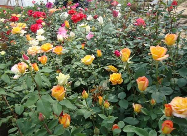 玫瑰花苗 玫瑰花苗