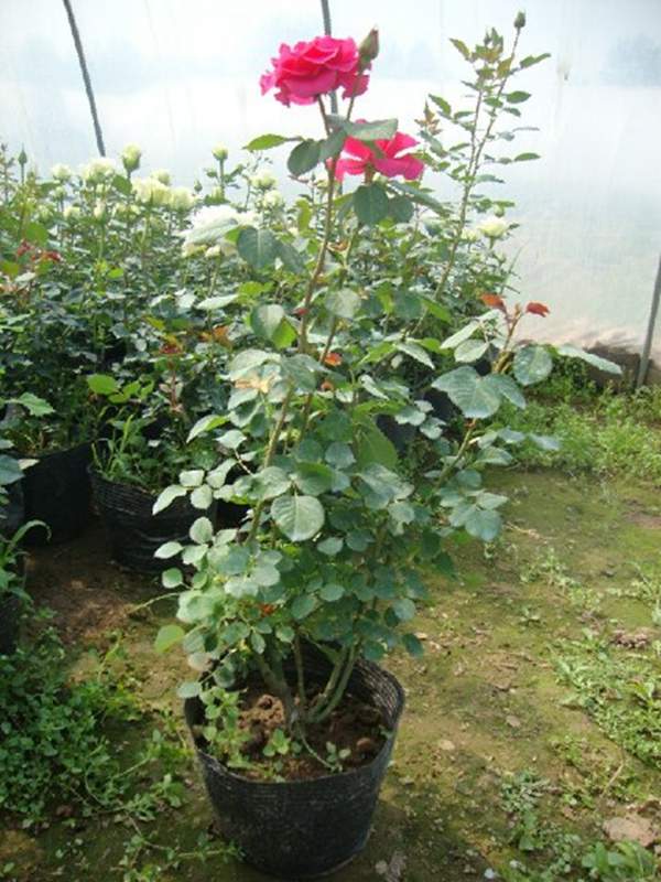 玫瑰花修剪 玫瑰花修剪