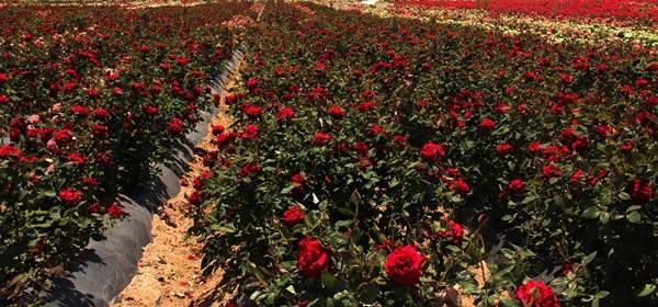 沭陽玫瑰基地 沭陽玫瑰基地