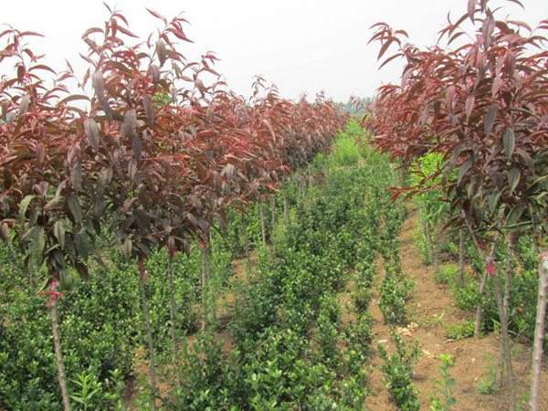 紅葉碧桃種植方法匯總!