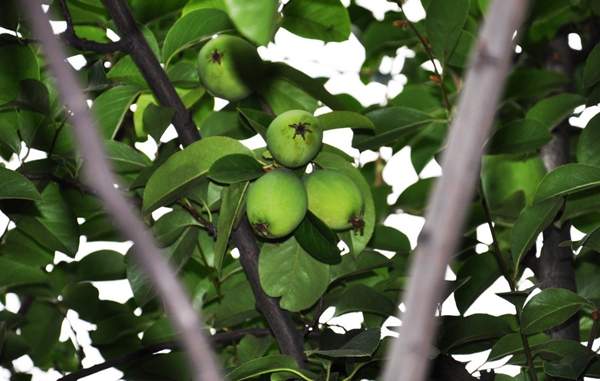 木瓜樹 價格 木瓜樹 價格