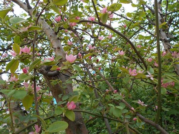 木瓜樹 木瓜樹