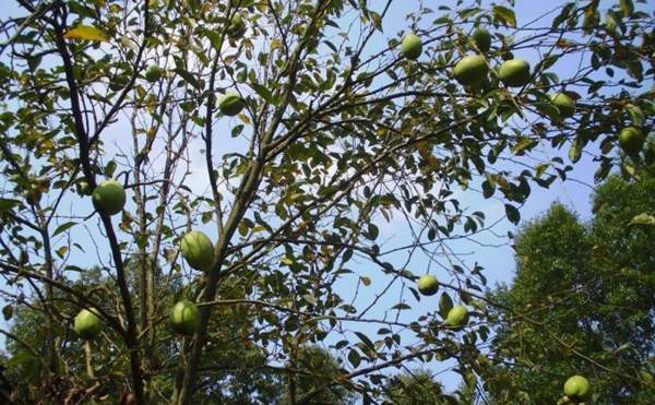 木瓜基地 木瓜基地