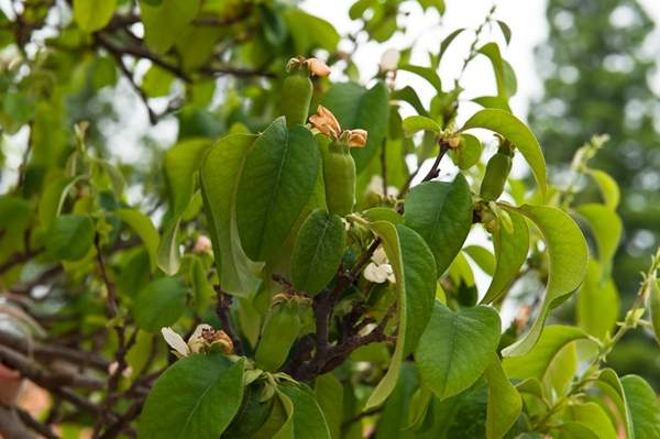 2016木瓜價格 2016木瓜價格