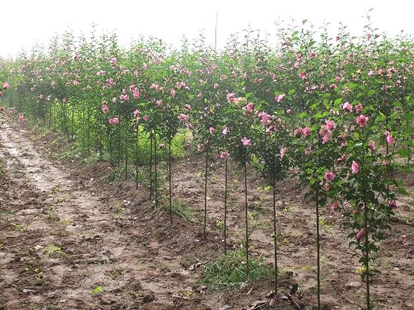 木槿花整形修剪 木槿花整形修剪