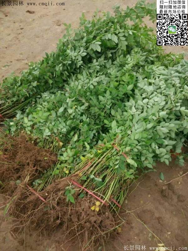 沭陽薔薇花 沭陽薔薇花