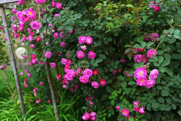 沭陽薔薇花 沭陽薔薇花