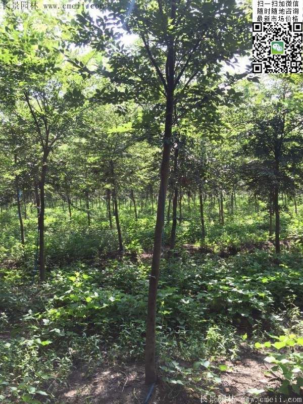 櫸樹哪里便宜?麻煩推薦一家大型,有誠信的單位!