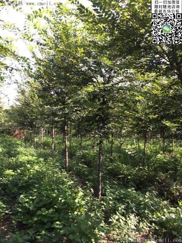 櫸樹哪里便宜？麻煩推薦一家大型，有誠信的單位！