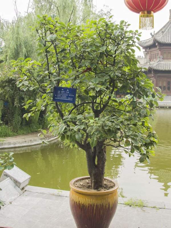 木瓜樹(shù)盆栽