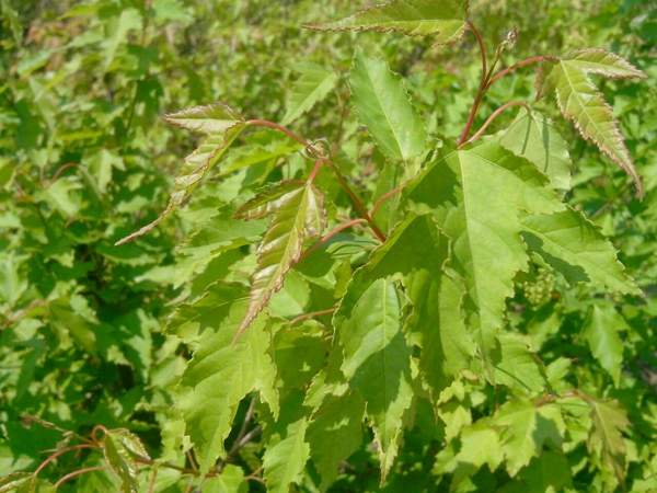 沭陽(yáng)青楓樹(shù)