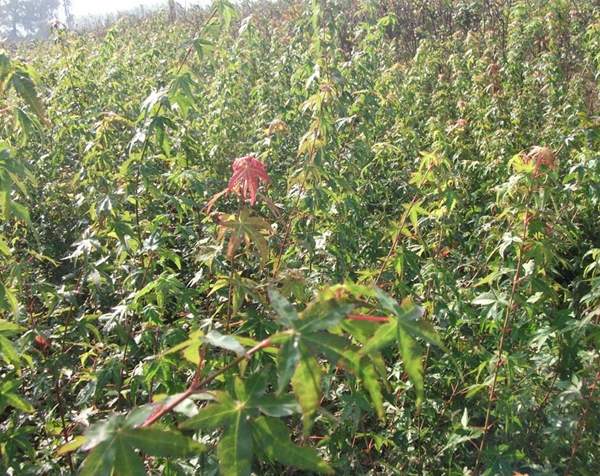 青楓樹(shù)珍貴 青楓樹(shù)珍貴