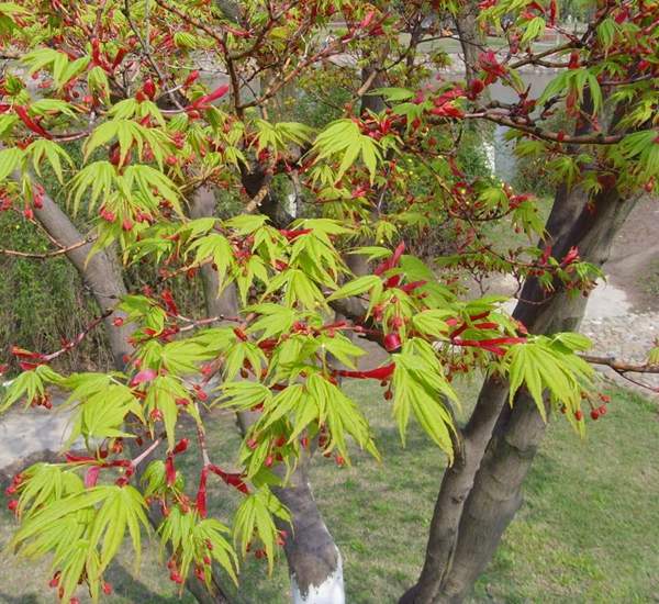 青楓樹(shù)珍貴 青楓樹(shù)珍貴