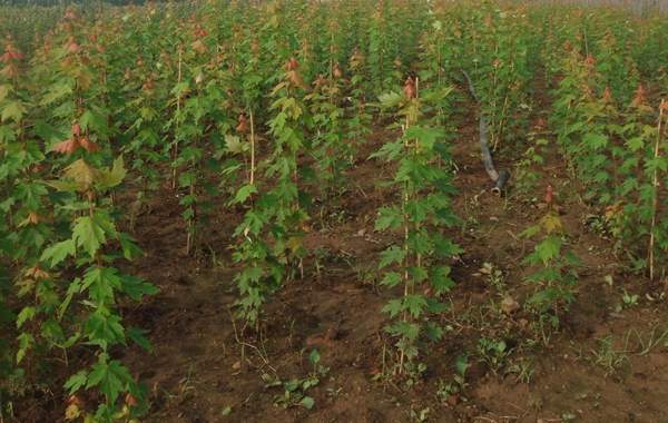 青楓樹(shù)珍貴 青楓樹(shù)珍貴