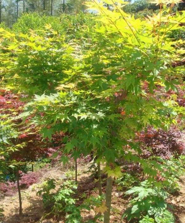 青楓樹(shù)珍貴 青楓樹(shù)珍貴