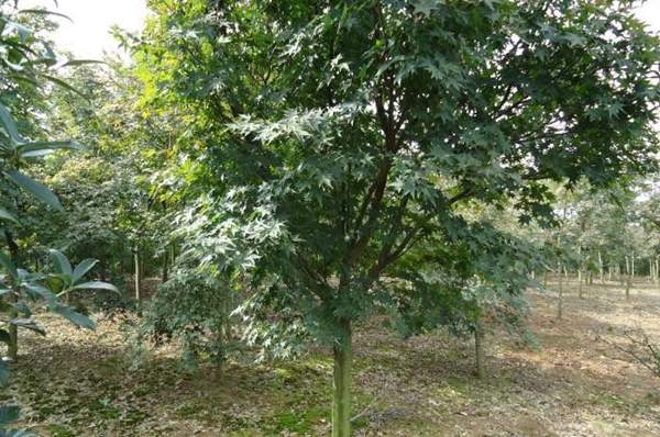 青楓樹(shù)珍貴 青楓樹(shù)珍貴