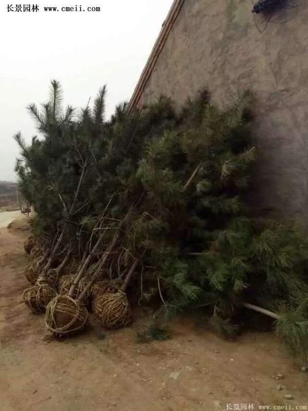 沭陽(yáng)的黑松基地 沭陽(yáng)的黑松基地