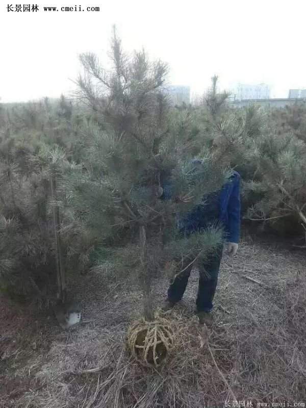 沭陽(yáng)的黑松基地 沭陽(yáng)的黑松基地