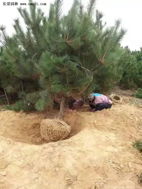 沭陽(yáng)的黑松基地 沭陽(yáng)的黑松基地