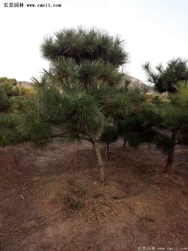 沭陽(yáng)的黑松基地 沭陽(yáng)的黑松基地