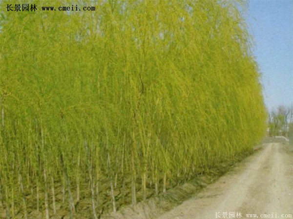 2016下半年沭陽地區金絲柳苗圃報價匯總