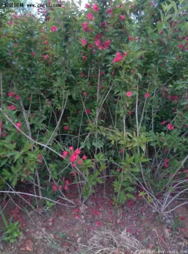 沭陽紅王子錦帶苗 沭陽紅王子錦帶苗