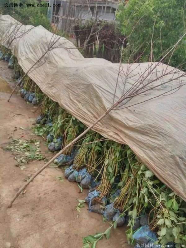 沭陽紅王子錦帶苗 沭陽紅王子錦帶苗