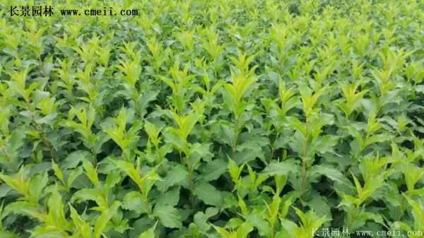 沭陽紅王子錦帶苗 沭陽紅王子錦帶苗