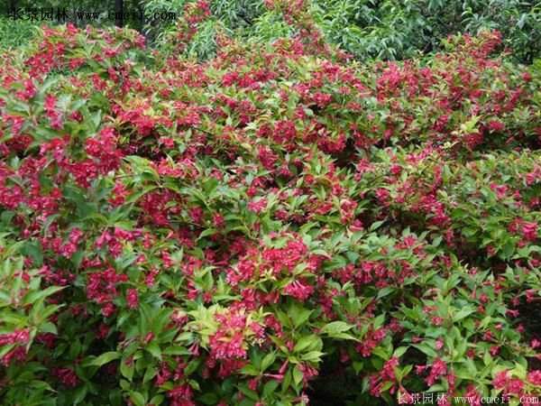 紅王子錦帶價(jià)格