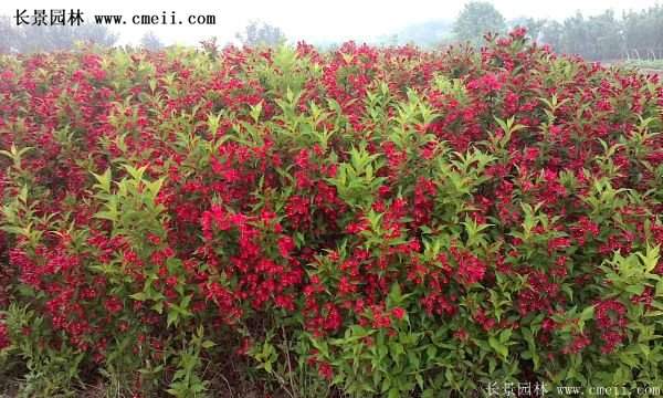 紅王子錦帶價(jià)格