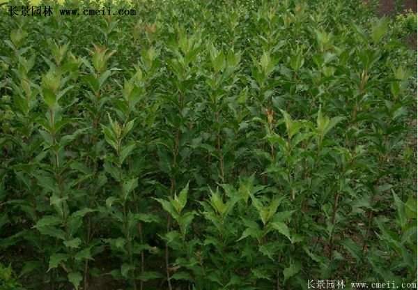 紅王子錦帶價(jià)格