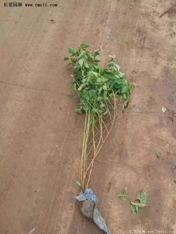 紅王子錦帶價(jià)格