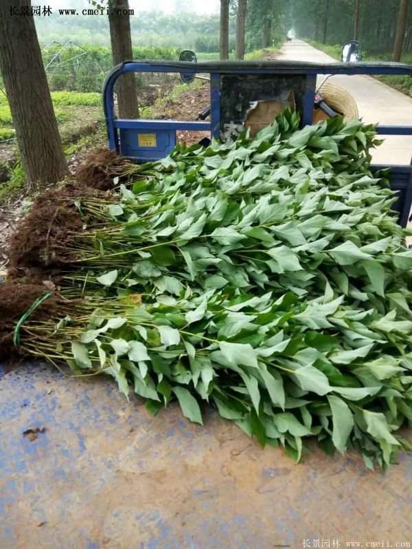 紅瑞木金牌的供應(yīng)商 紅瑞木金牌的供應(yīng)商