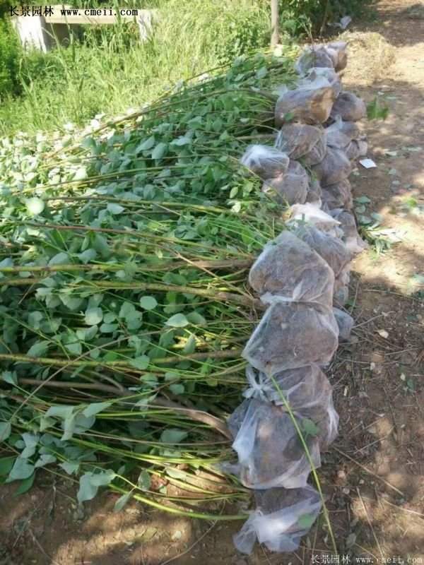 紅瑞木金牌的供應(yīng)商 紅瑞木金牌的供應(yīng)商