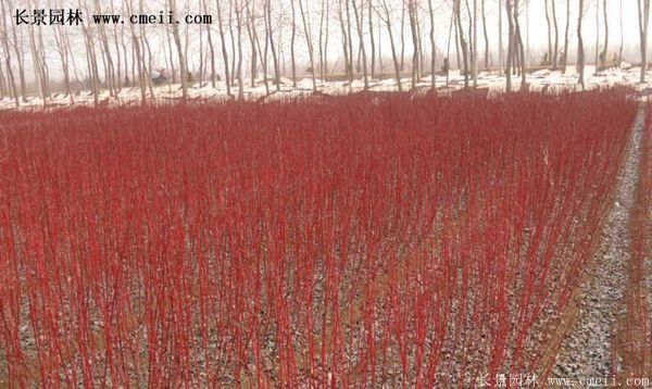 紅瑞木金牌的供應(yīng)商 紅瑞木金牌的供應(yīng)商