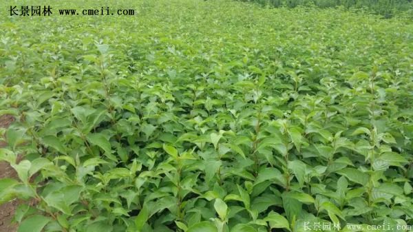 紅瑞木金牌的供應(yīng)商 紅瑞木金牌的供應(yīng)商