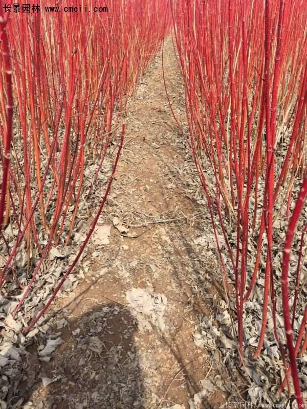 沭陽特價紅瑞木苗