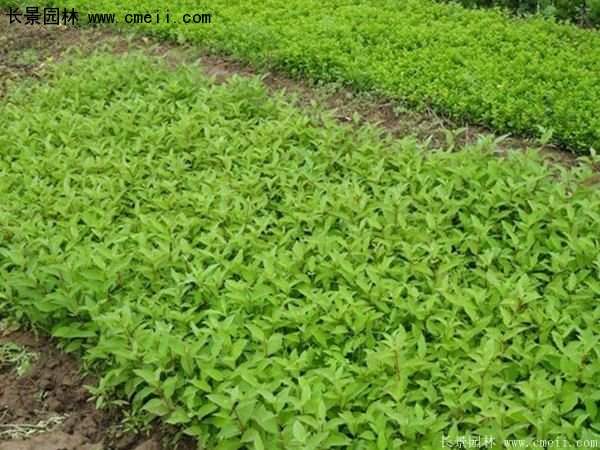 沭陽紅瑞木價格