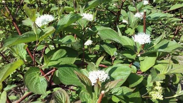 沭陽(yáng)紅瑞木