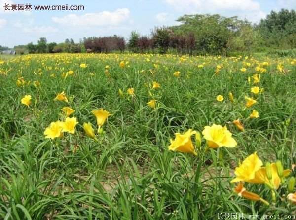 金娃娃萱草多少錢一棵？