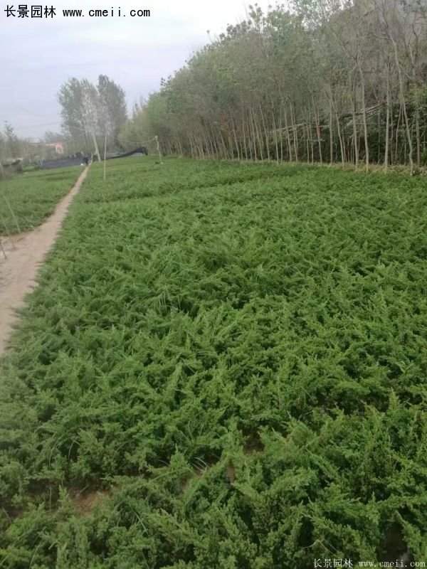 沭陽30-80冠幅地柏苗 沭陽30-80冠幅地柏苗