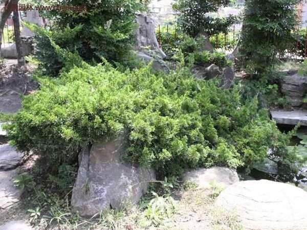 沭陽的地柏基地 沭陽的地柏基地