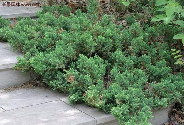 地柏價格 地柏價格