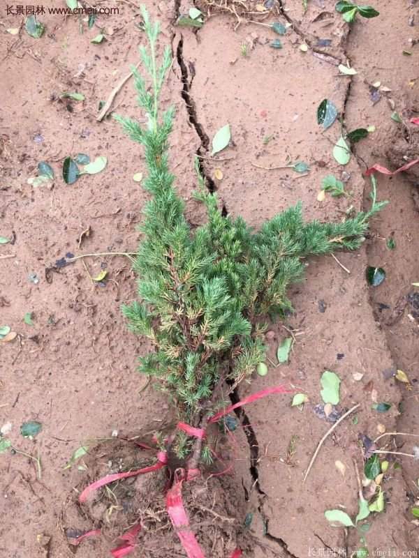 沭陽(yáng)的地柏 沭陽(yáng)的地柏