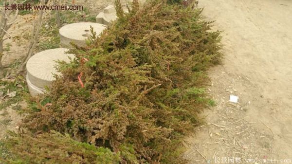 沭陽(yáng)的地柏 沭陽(yáng)的地柏