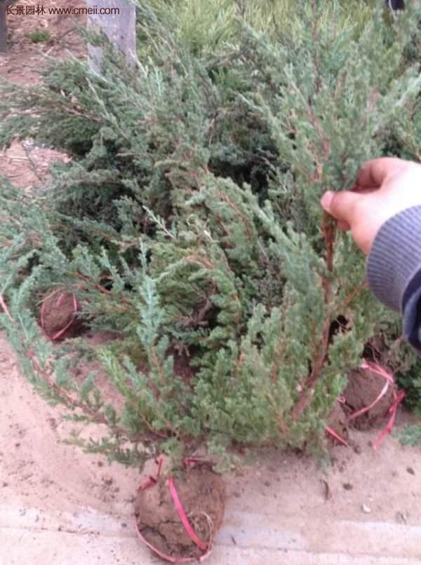 2016沭陽地柏價格 2016沭陽地柏價格